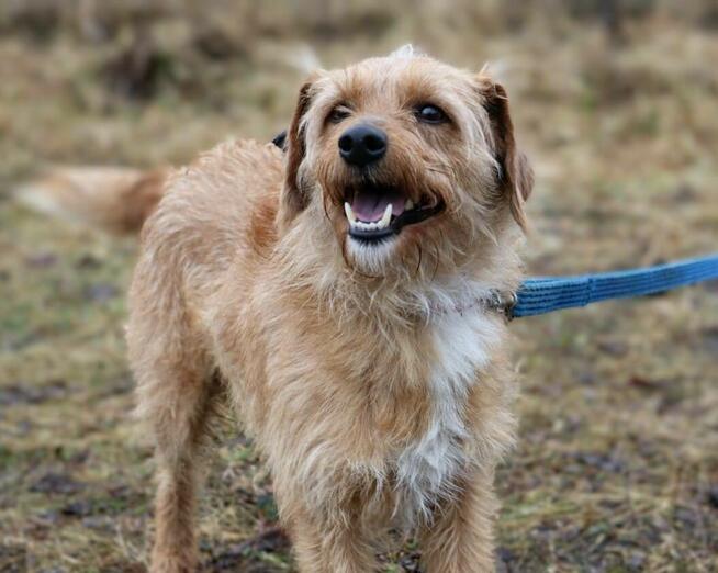 Młody uroczy psiak Budyń