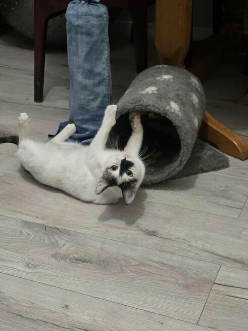 Szanprata - młoda, łagodna i miziasta kotka