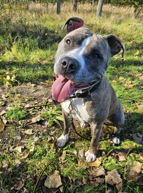 Lusia w typie amstaffa szuka domu!