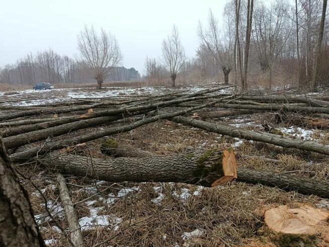 Sprzedam dużą ilość drzewa olchowego