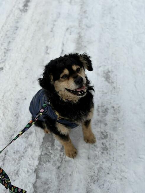 Banan - cudowny psiak uratowany z łańcucha
