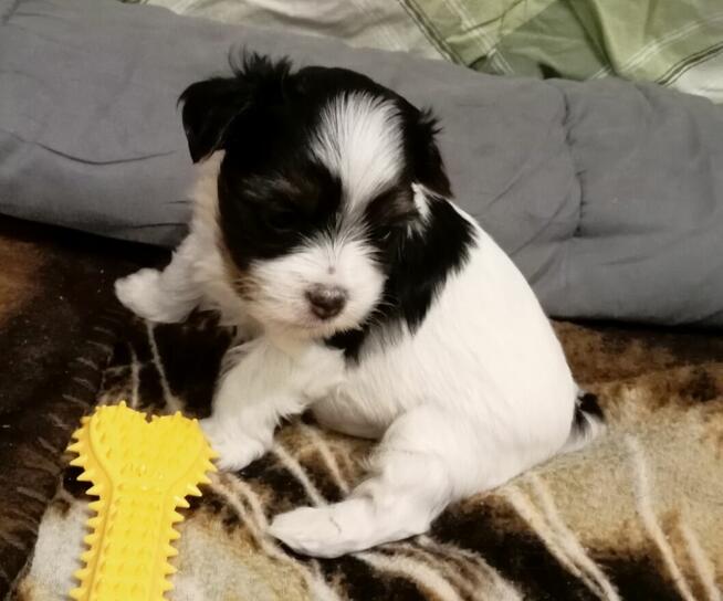 Szczenięta Yorkshire terrier biewer