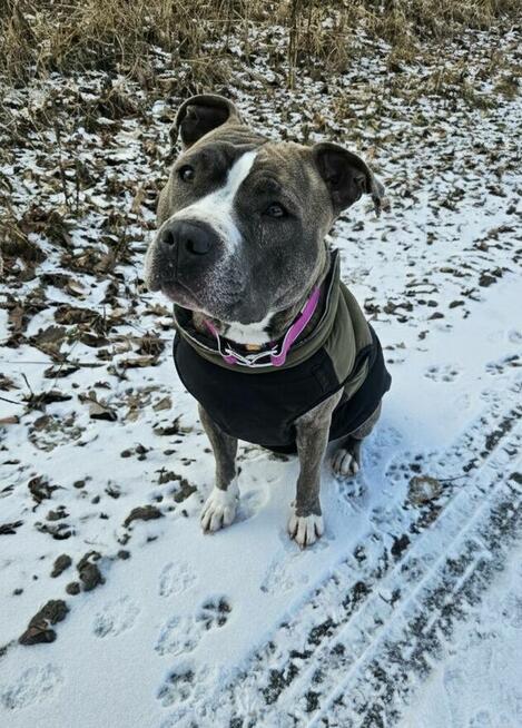 Lusia w typie amstaffa szuka domu!