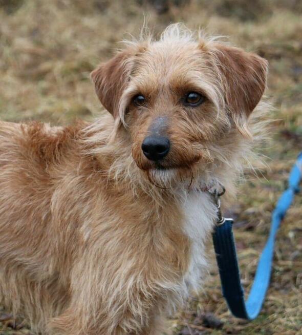 Młody uroczy psiak Budyń