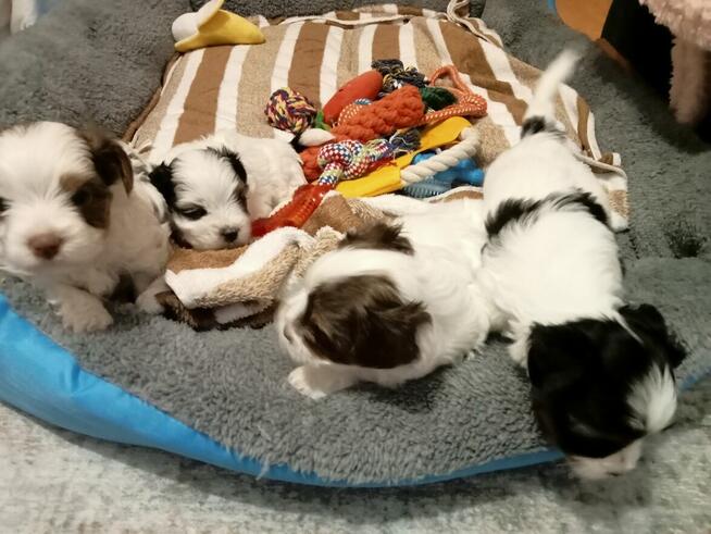 Szczenięta Yorkshire terrier biewer