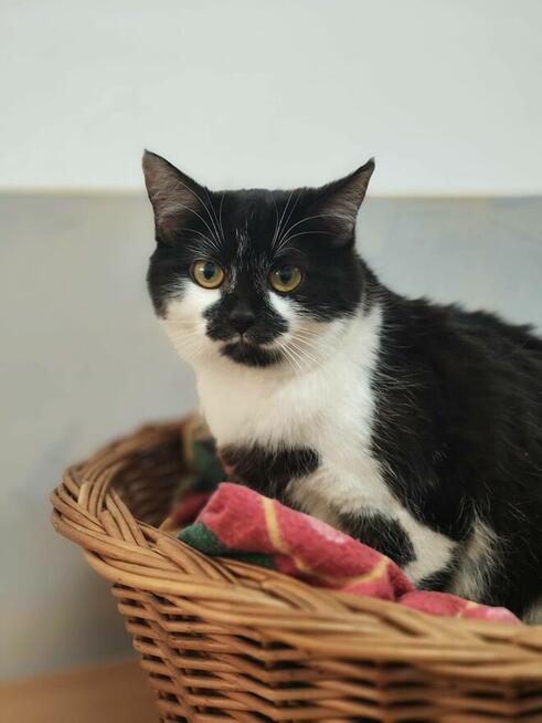 10-miesięczna kotka Izumi