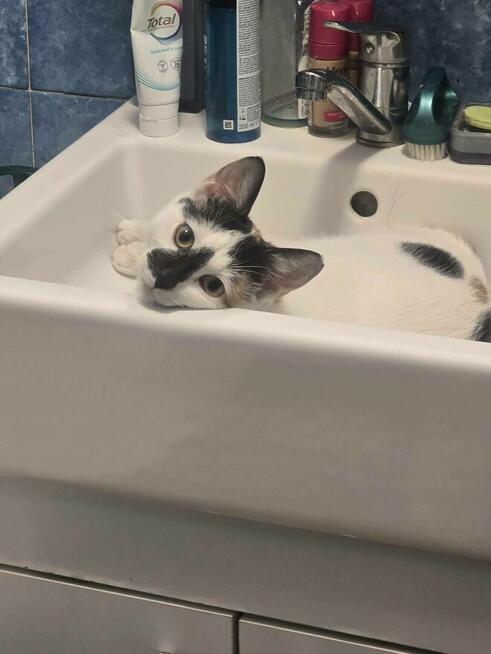 Szanprata - młoda, łagodna i miziasta kotka