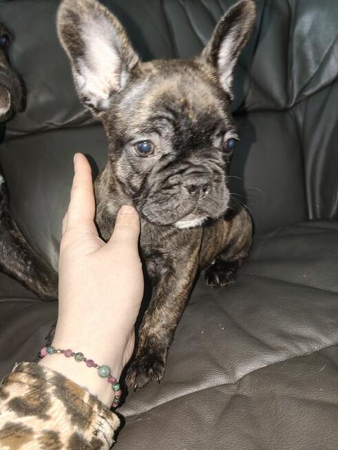 Szczenięta buldog francuski