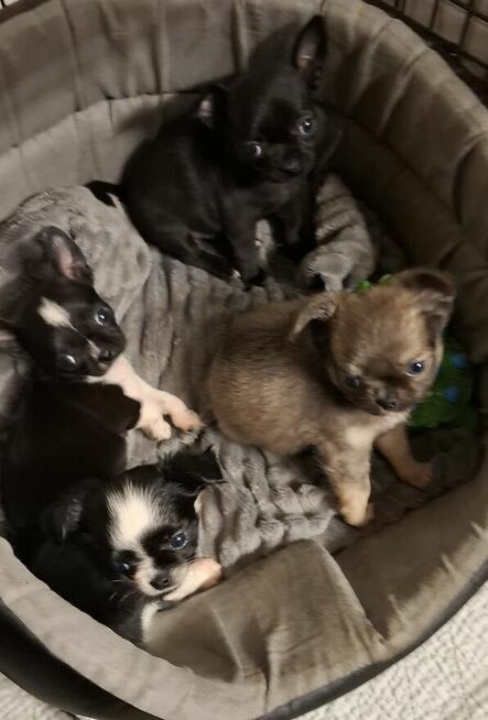 Chihuahua śliczny lila tan samczyk długowłosy