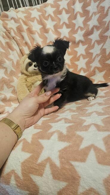 Chihuahua długowłosy chłopczyk czarno-biały – drobny