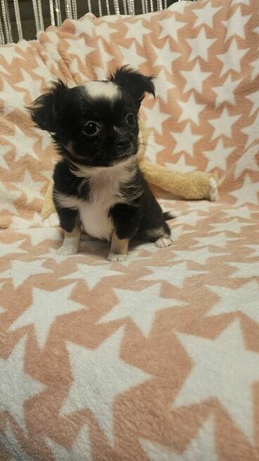 Chihuahua długowłosy chłopczyk czarno-biały – drobny