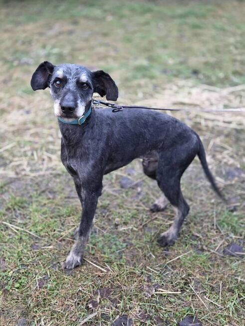 Pablo szuka domu -schronisko Zgierz-aktualne