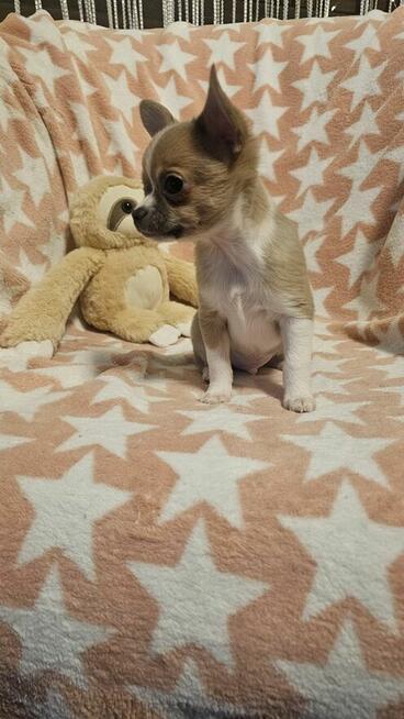 Chihuahua krótkowłosy piesek fawn & white
