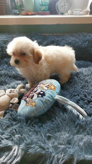 Śliczne szczeniaki Maltipoo suczki