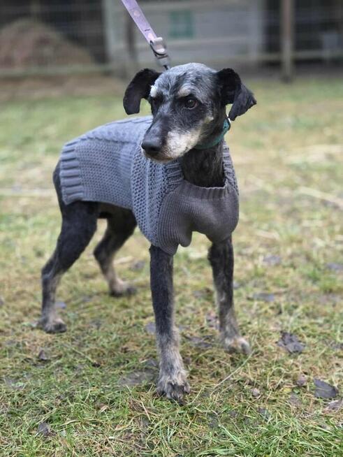 Pablo szuka domu -schronisko Zgierz-aktualne