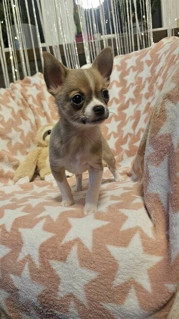 Chihuahua krótkowłosy piesek fawn & white