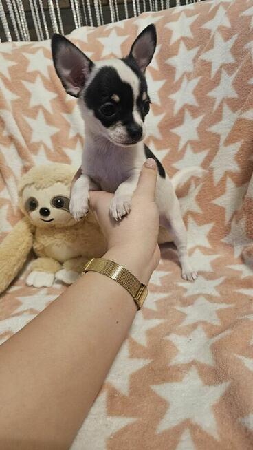 Chihuahua krótkowłosy biało-czarny chłopczyk