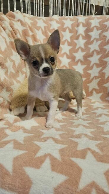Chihuahua krótkowłosy piesek fawn & white