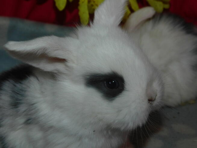 Baranki białe z ciemną obwódką wokół oczu