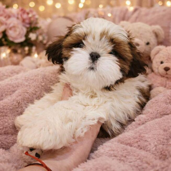 Sunia Shih Tzu
