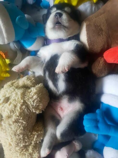 Alaskan Malamute Szczenięta na sprzedaż