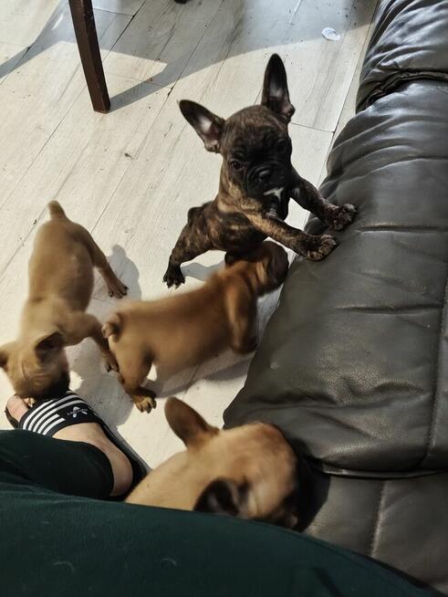 Szczenięta buldog francuski