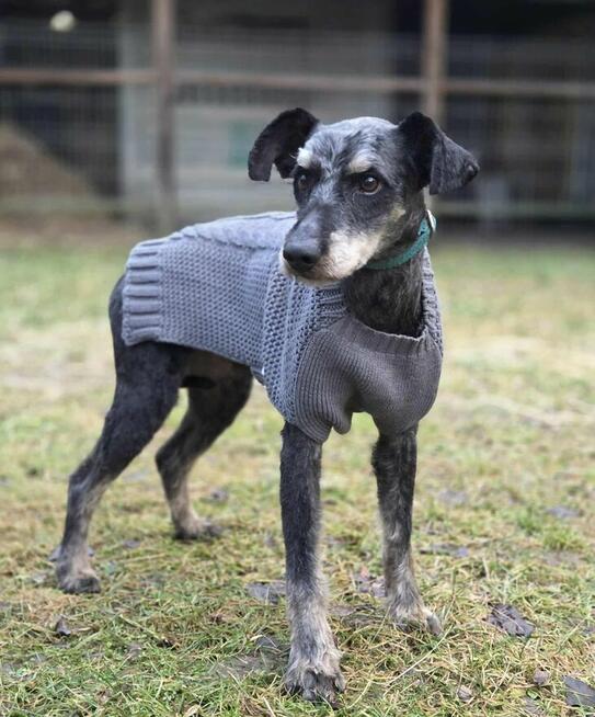 Pablo szuka domu -schronisko Zgierz-aktualne