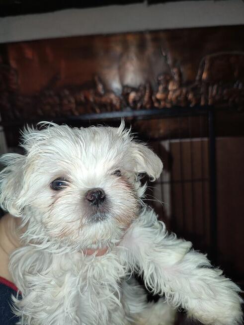 Maltańczyk - piesek lub suczka