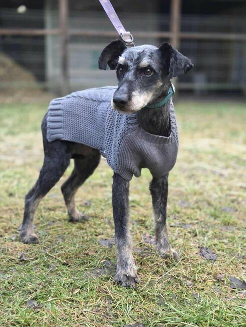 Pablo szuka domu -schronisko Zgierz-aktualne