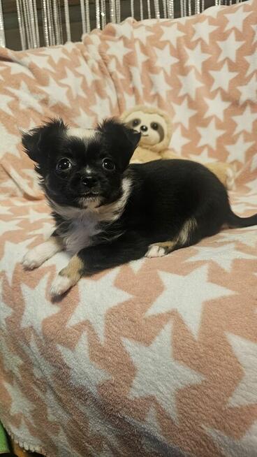 Chihuahua długowłosy chłopczyk czarno-biały – drobny