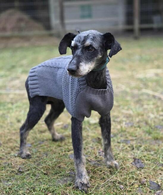 Pablo szuka domu -schronisko Zgierz-aktualne