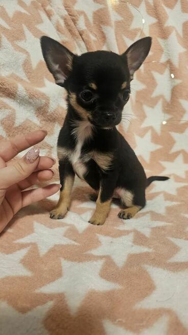 Chihuahua krótkowłosa suczka – maleńka sunia black & tan