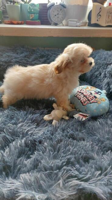 Śliczne szczeniaki Maltipoo suczki