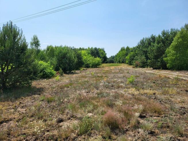 Przepięknie położona działka przy ścianie lasu