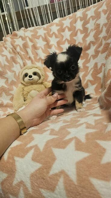 Chihuahua długowłosy chłopczyk czarno-biały – drobny