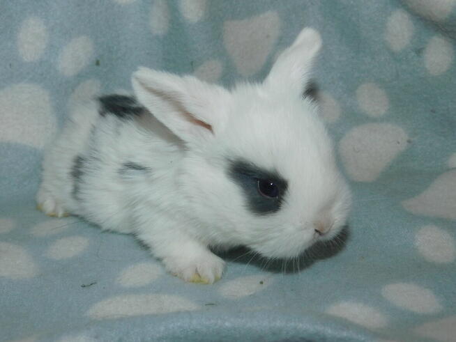 Baranki białe z ciemną obwódką wokół oczu