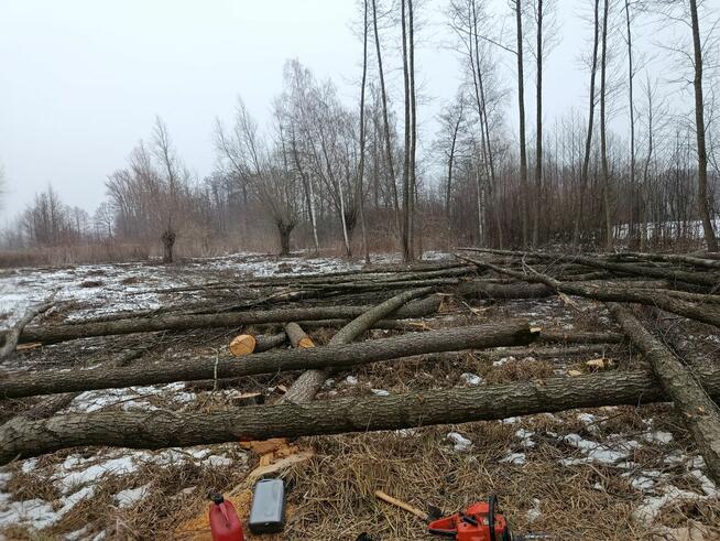 Sprzedam dużą ilość drzewa olchowego