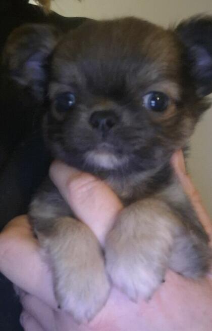 Chihuahua śliczny lila tan samczyk długowłosy