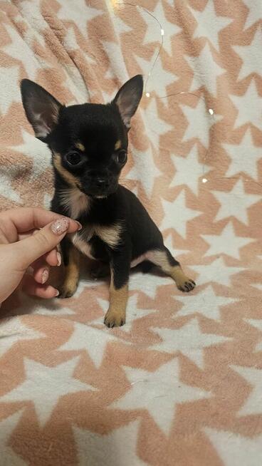 Chihuahua krótkowłosa suczka – maleńka sunia black & tan