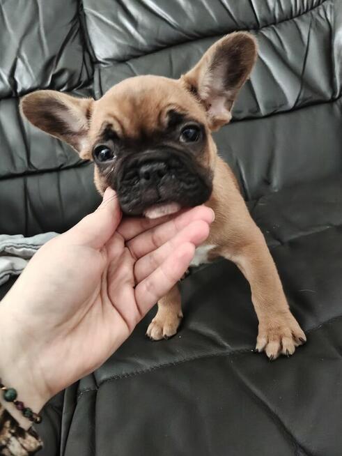 Szczenięta buldog francuski