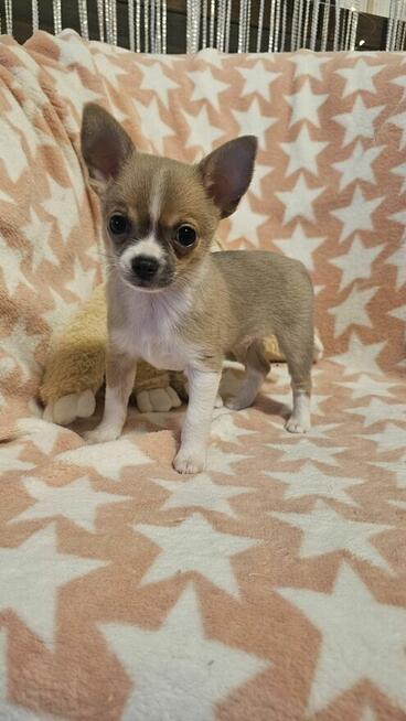 Chihuahua krótkowłosy piesek fawn & white