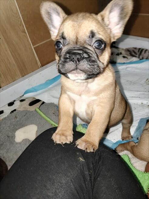 Szczenięta buldog francuski