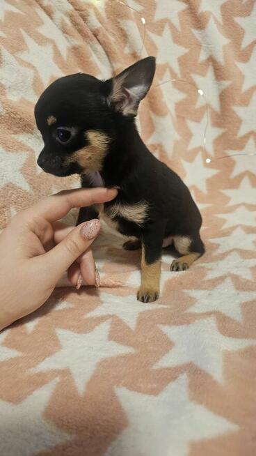 Chihuahua krótkowłosa suczka – maleńka sunia black & tan