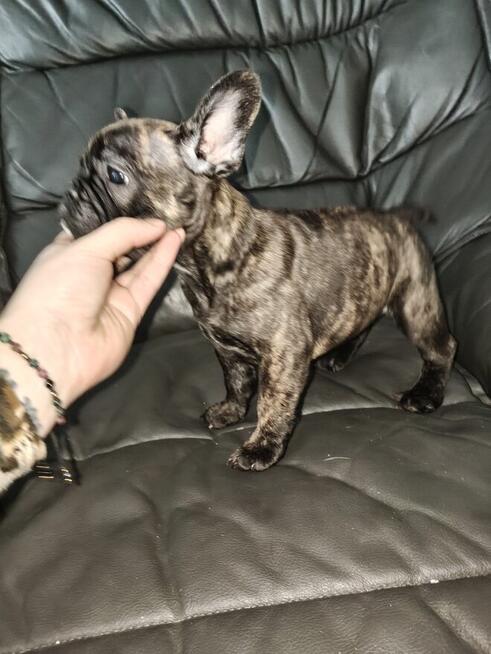 Szczenięta buldog francuski