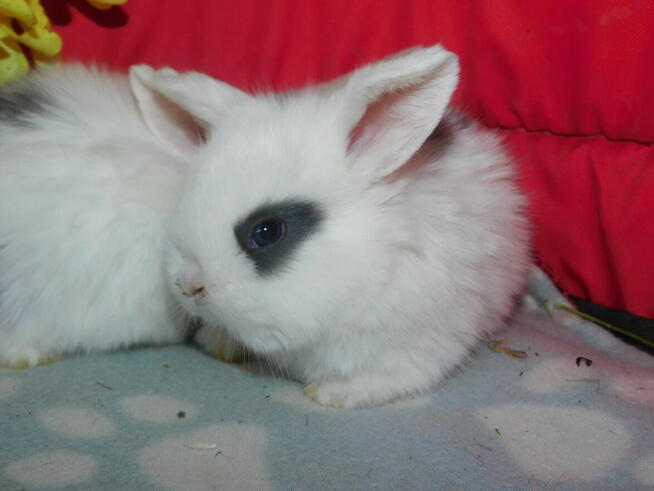 Baranki białe z ciemną obwódką wokół oczu