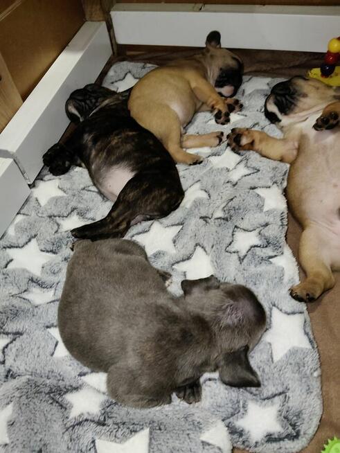 Szczenięta buldog francuski