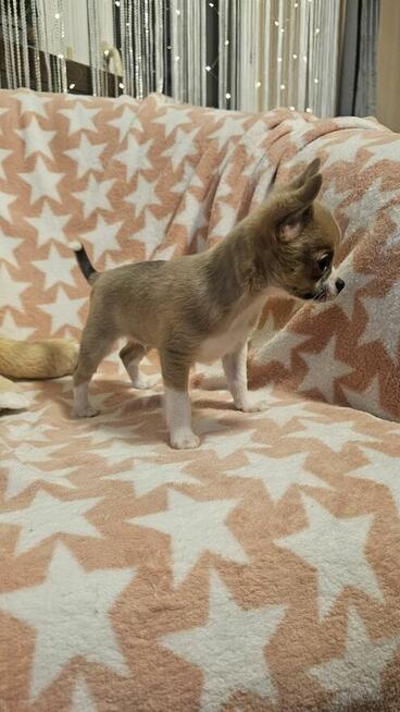 Chihuahua krótkowłosy piesek fawn & white