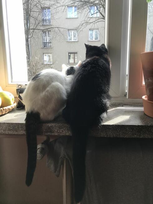 Zamienię mieszkanie