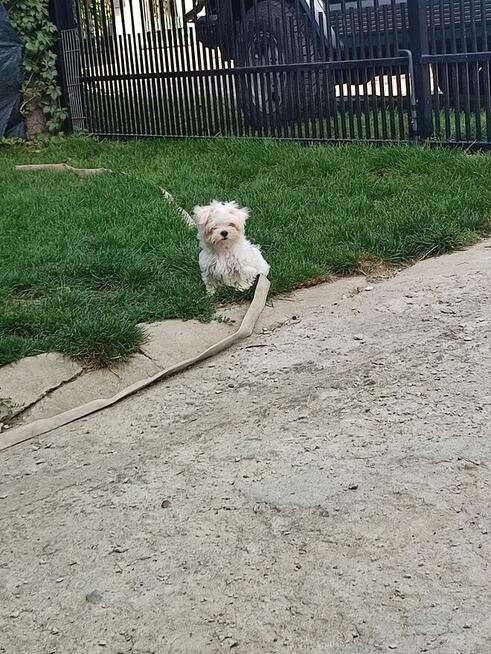 Maltańczyk - piesek lub suczka