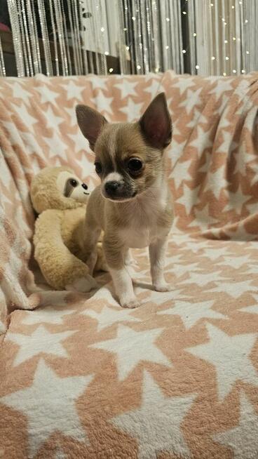 Chihuahua krótkowłosy piesek fawn & white